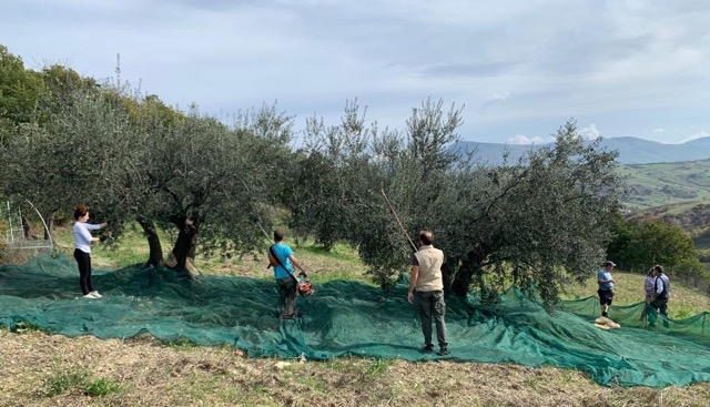 FOTO RACCOLTA OLIVE